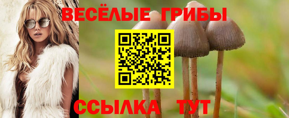 Галлюциногенные грибы Psilocybine cubensis Кисловодск